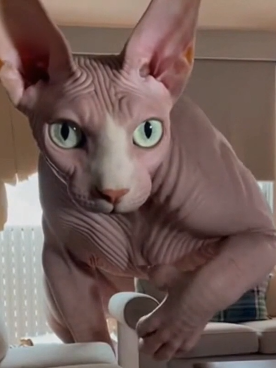 @The Cat Pods