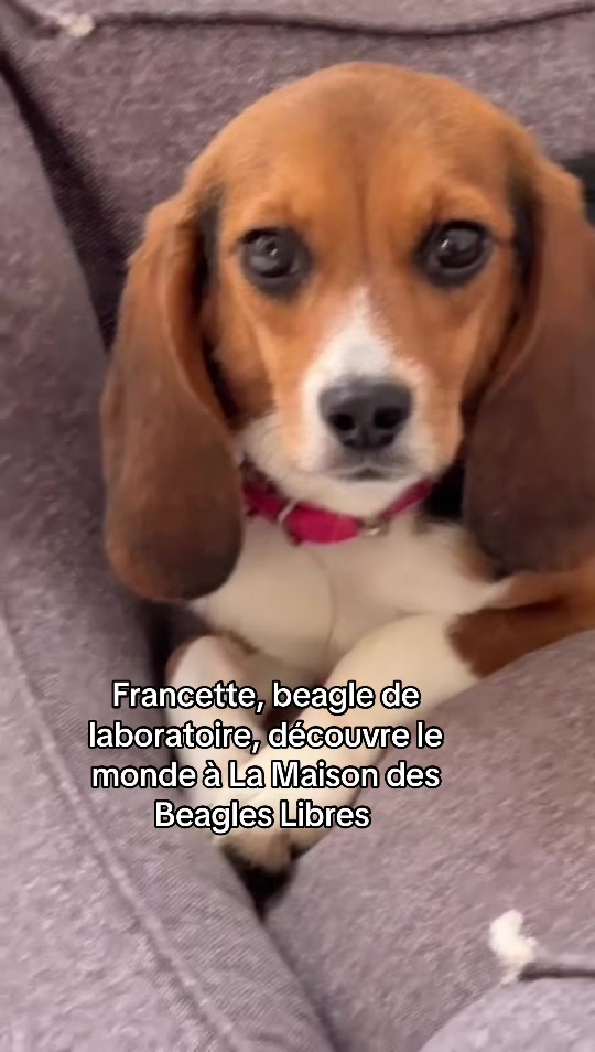 @BeaglesofBurgundy