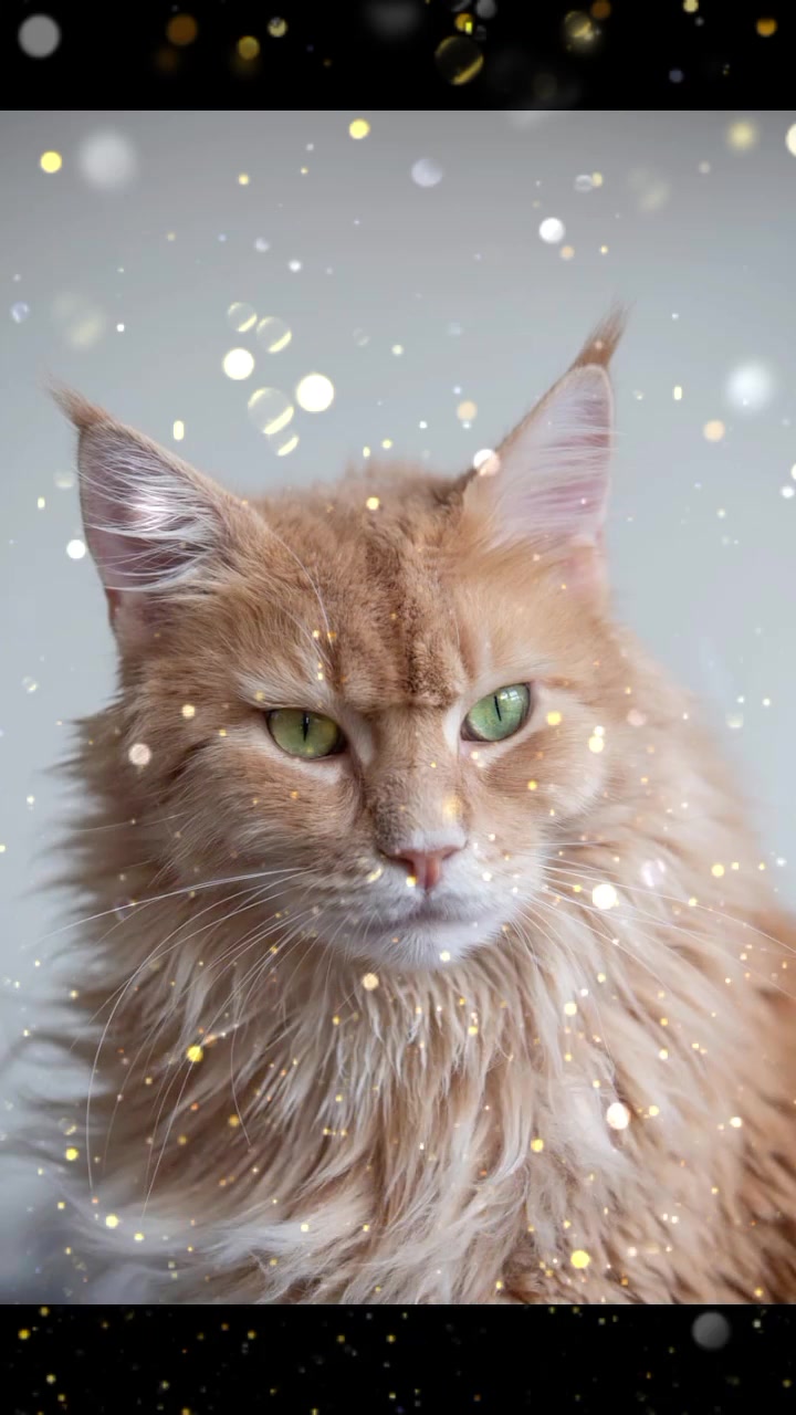 @cutecatlover8172