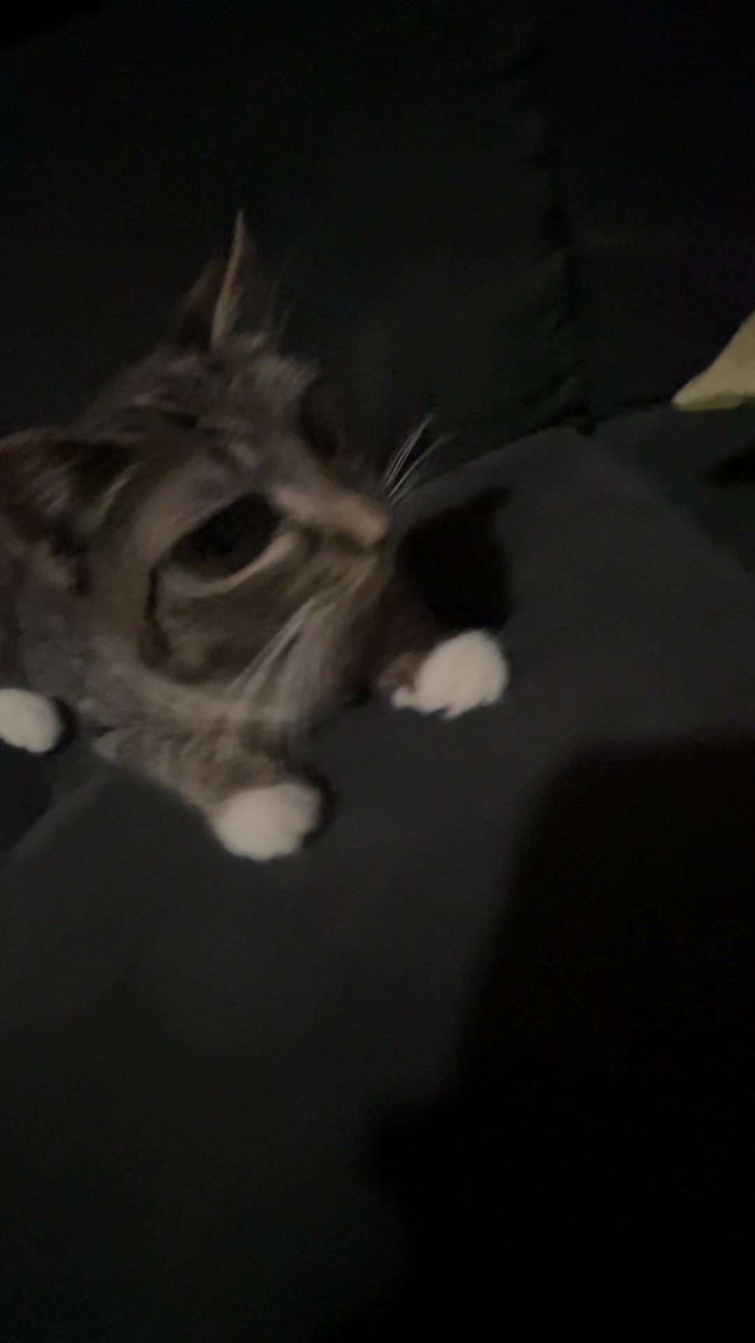 @Link the Cat