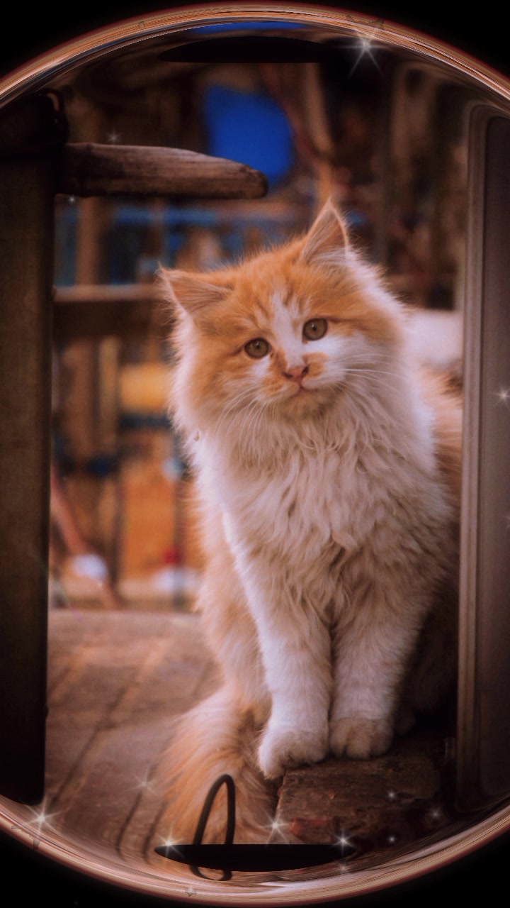 @cutecatlover8172