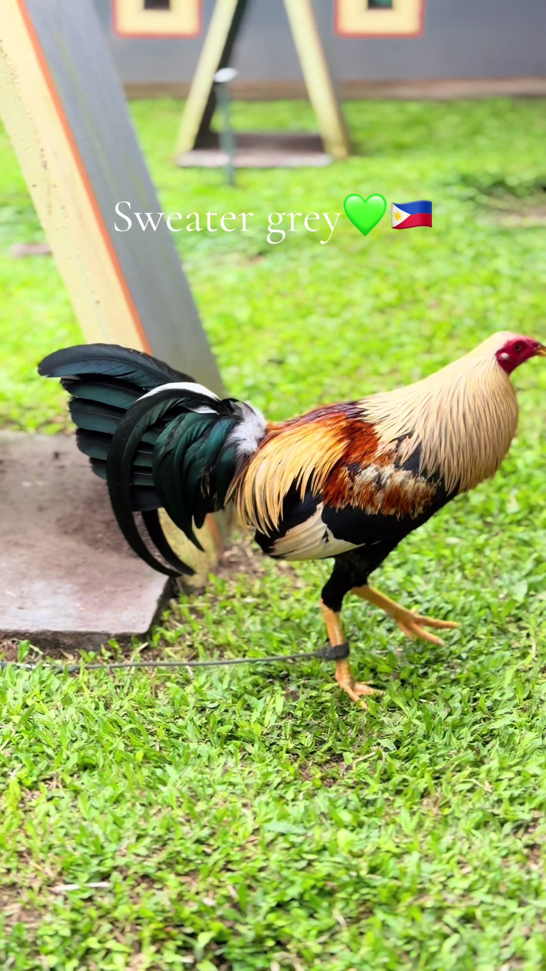 @RIAN IN BALI FARM🐓🇺🇸