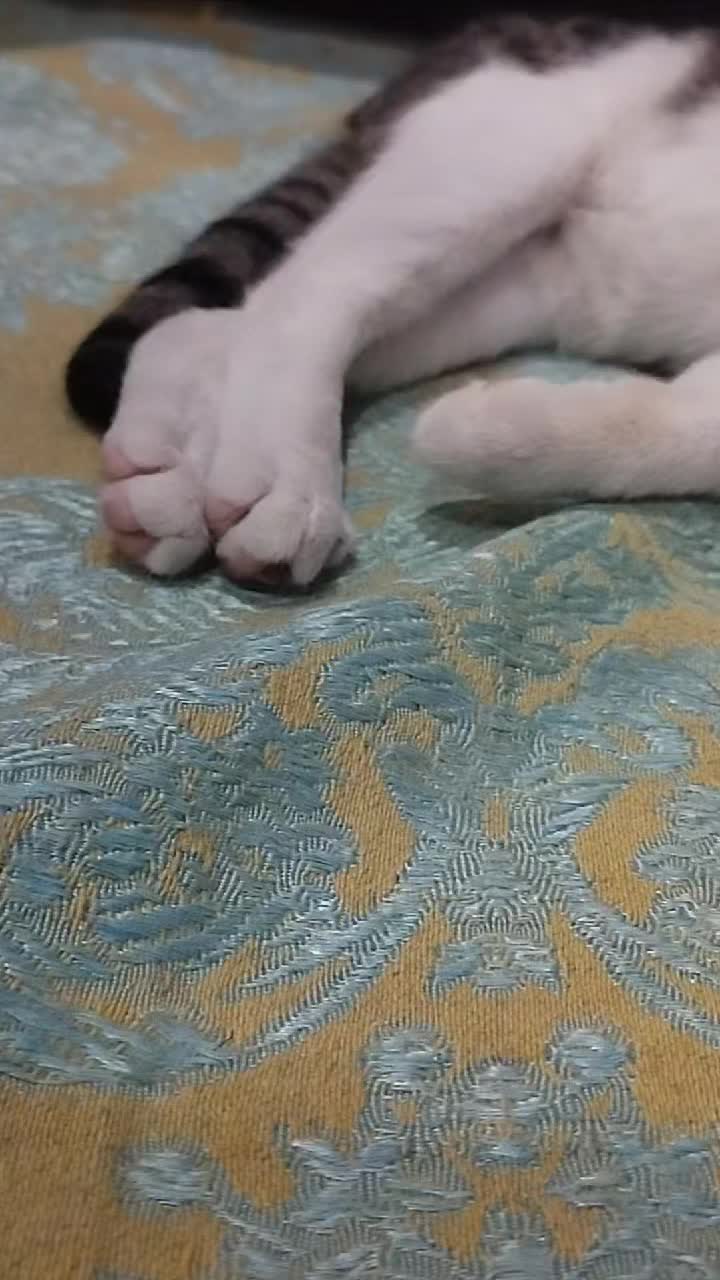 @🐾