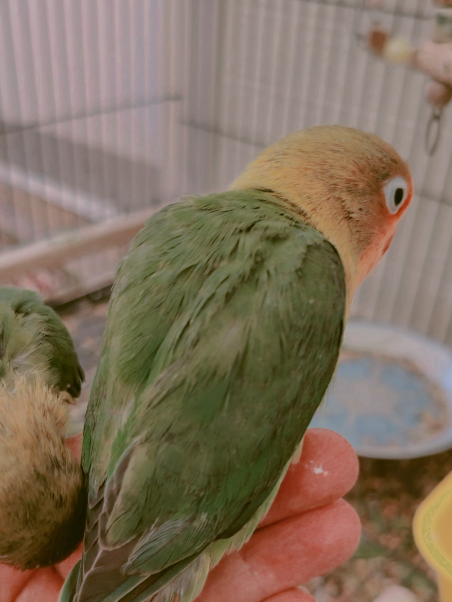 @Cockatiels Craze