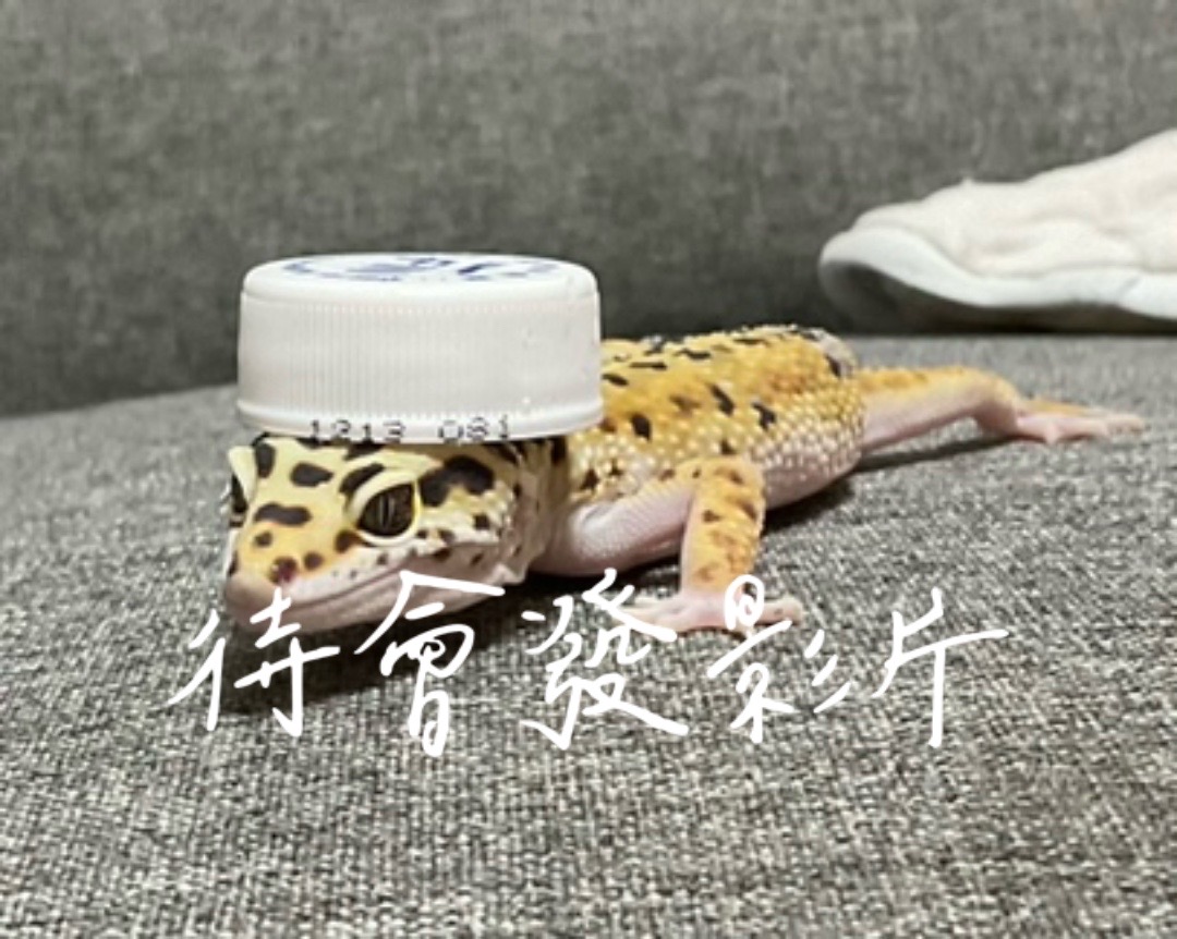 @玹小丸