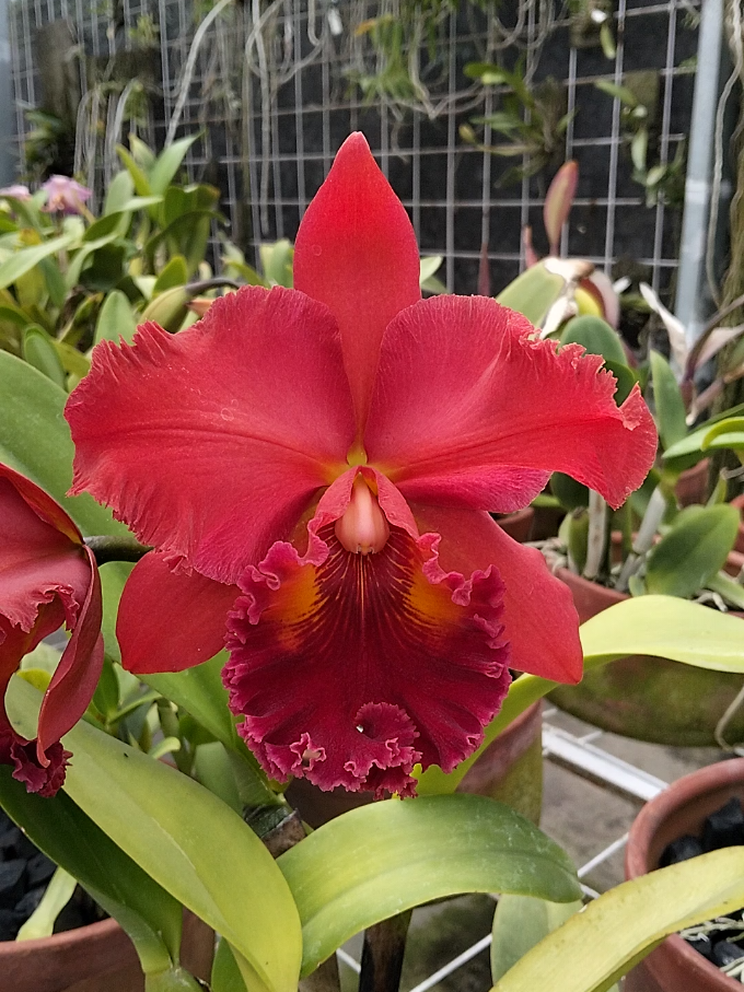 @Bani Orchid