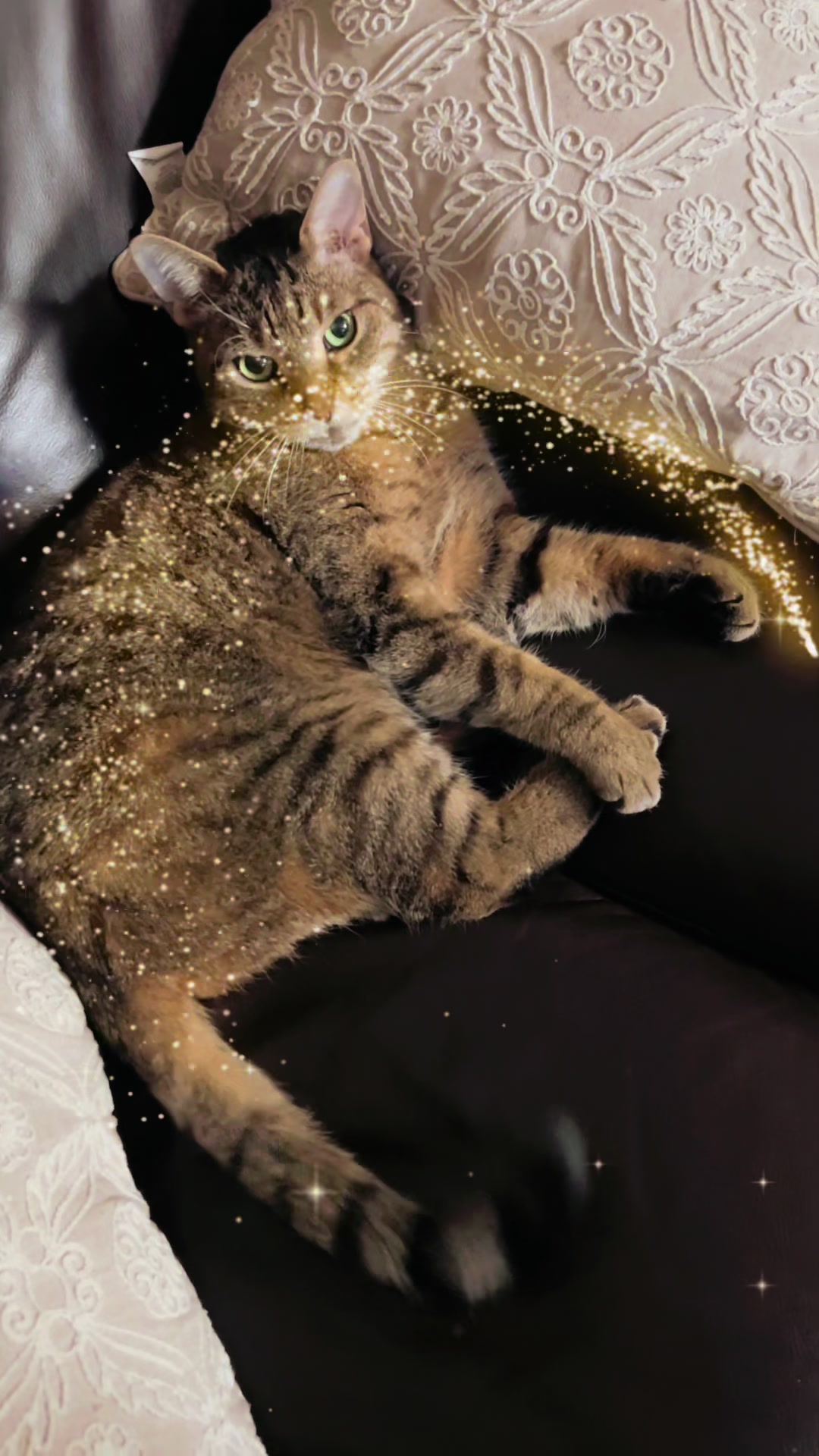 @𝓑𝓮𝓷𝓰𝓪𝓵 𝓣𝓲𝓰𝓮𝓻 🐅