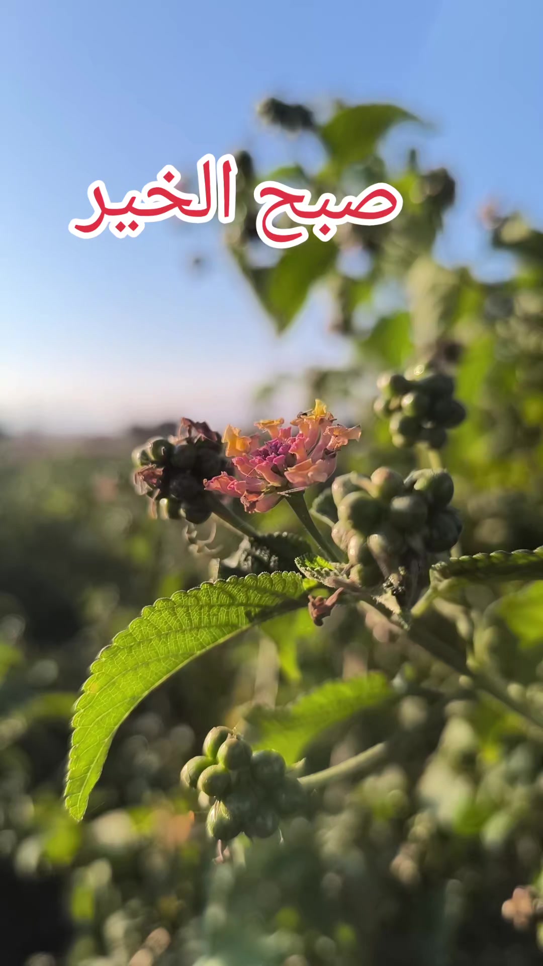 @چکوال کے نظارے