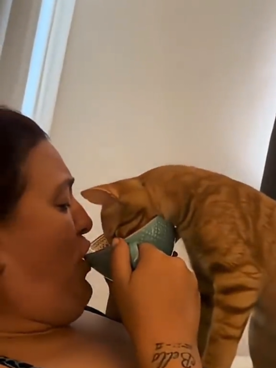 @catmood_dailymix