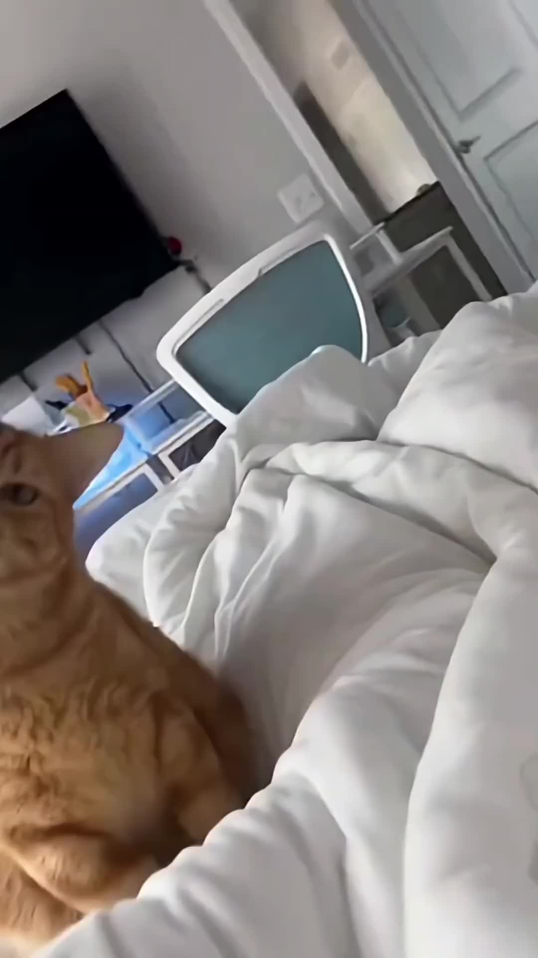 @catmood_dailymix