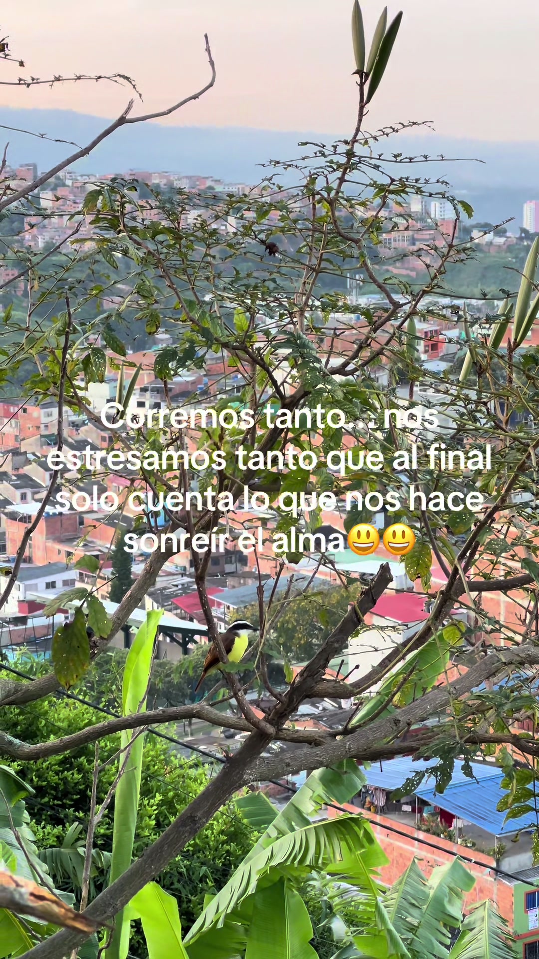 @olgal2505