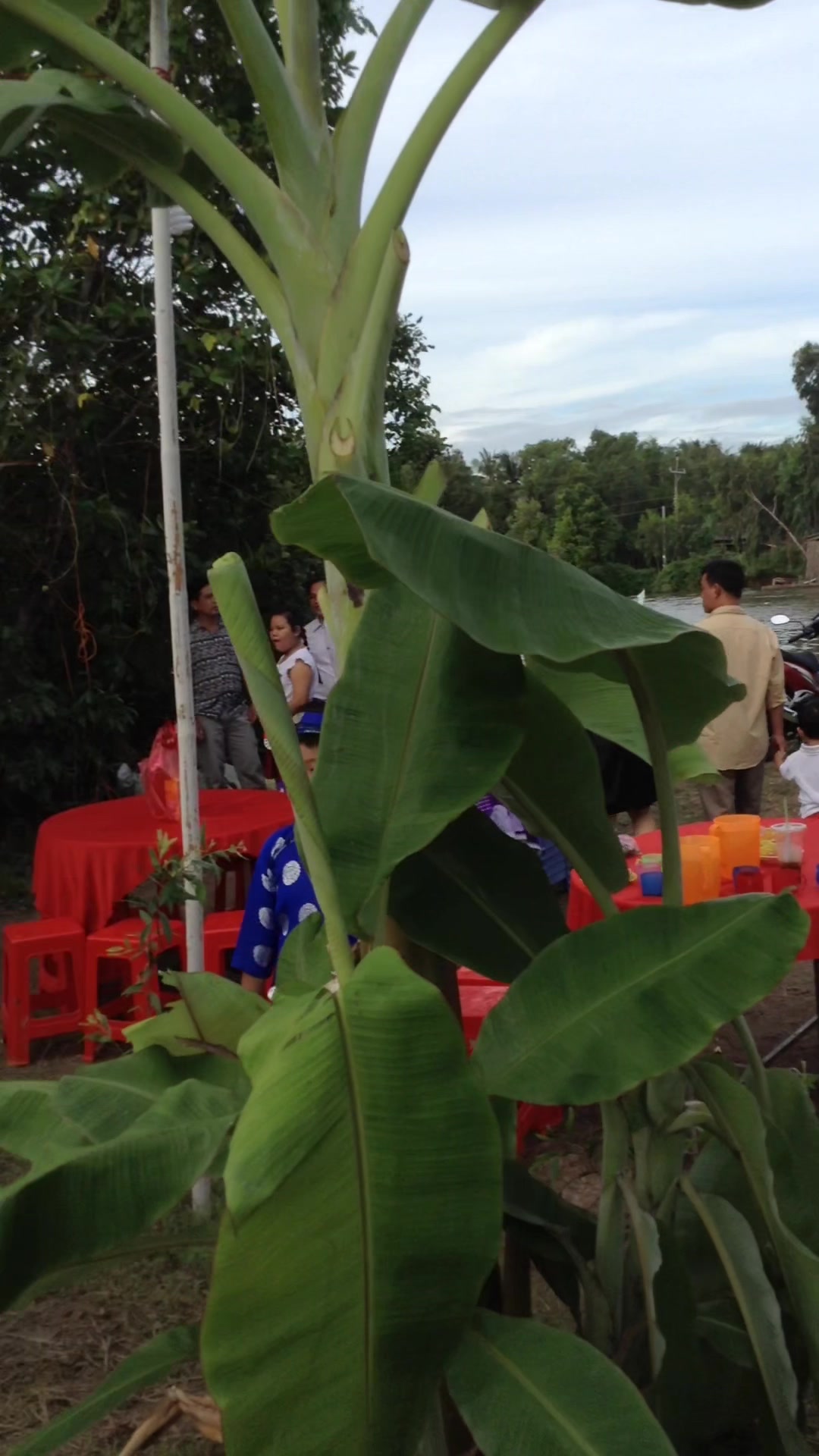 @D&acirc;u T&acirc;y 69