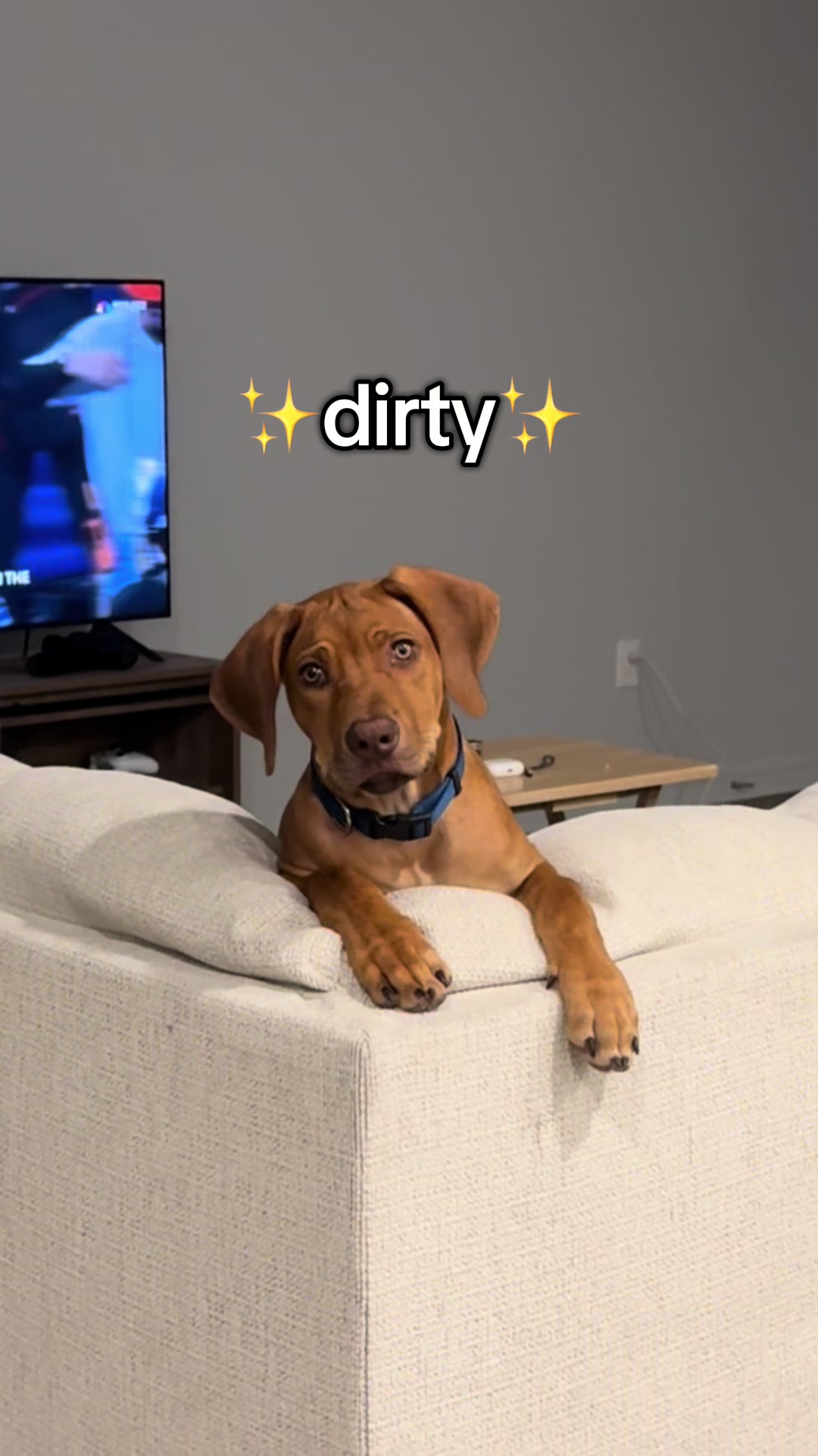 @Blue the Ridgeback