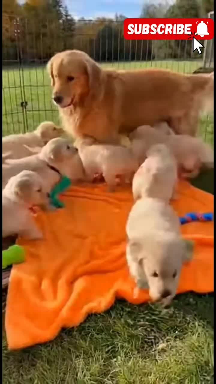 @Cute Baby Puppy Loves