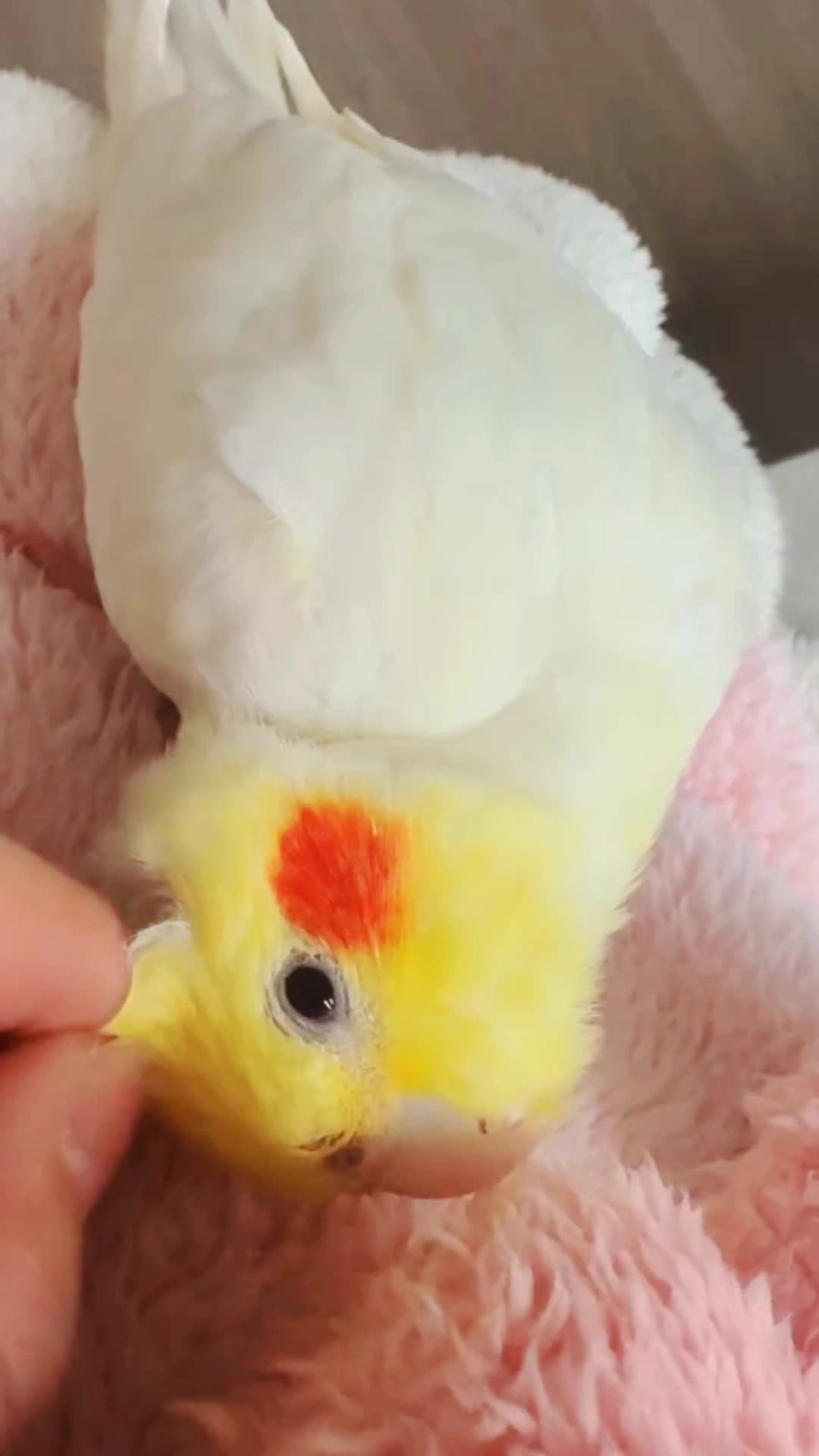 @Cockatiels Craze
