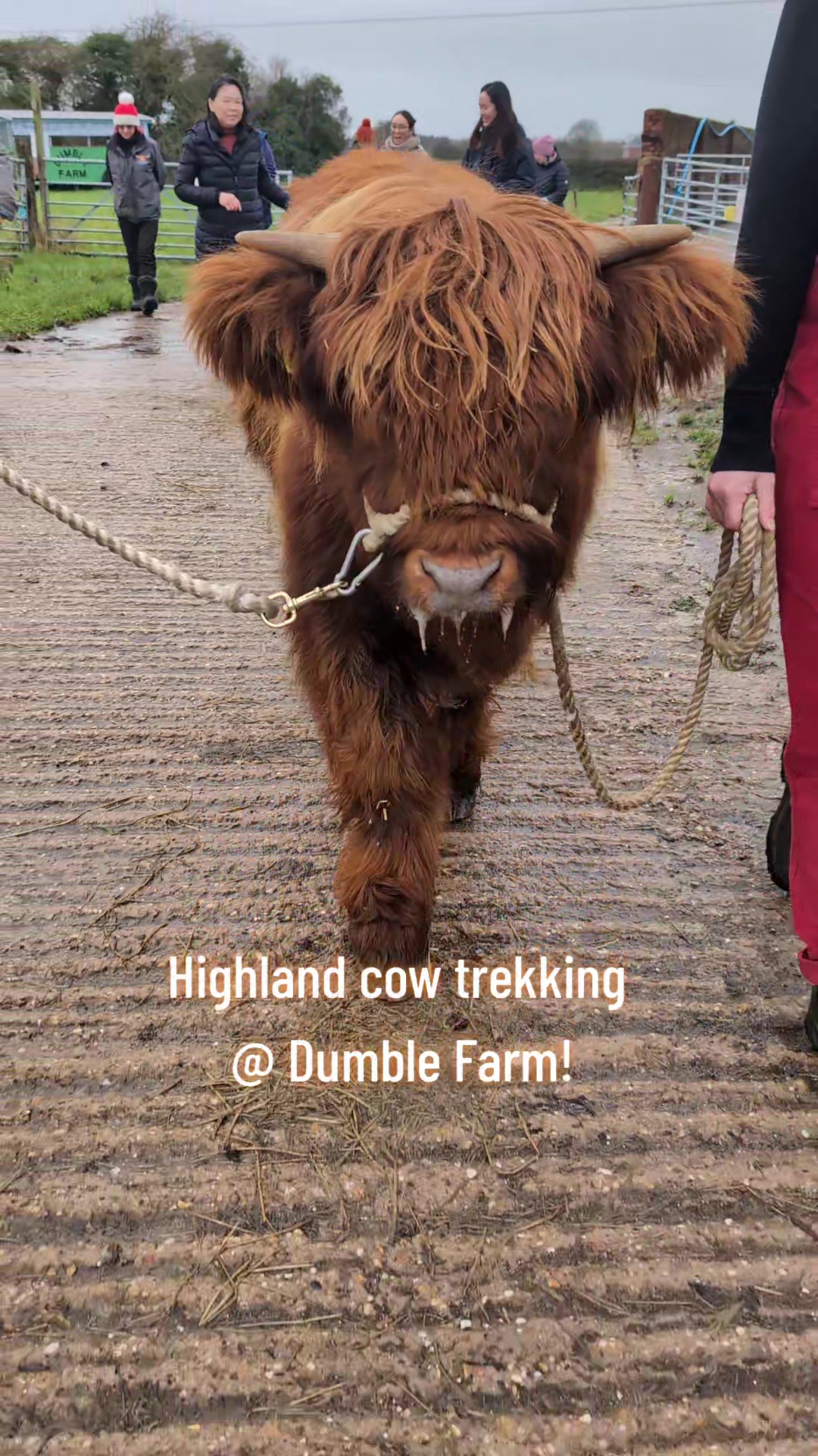 @Dumble Farm Highland Cows