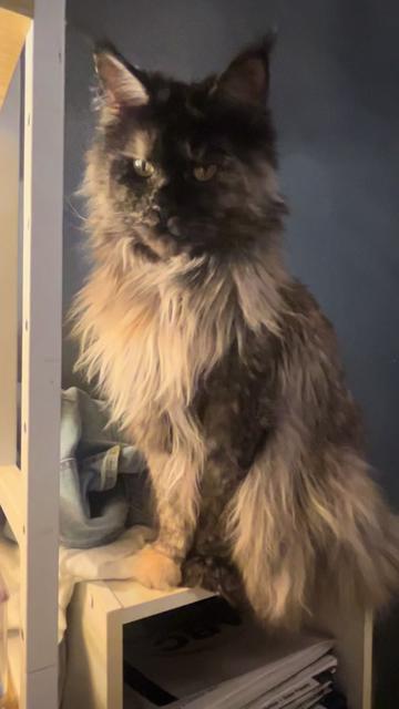 @Grapes the Maine Coon