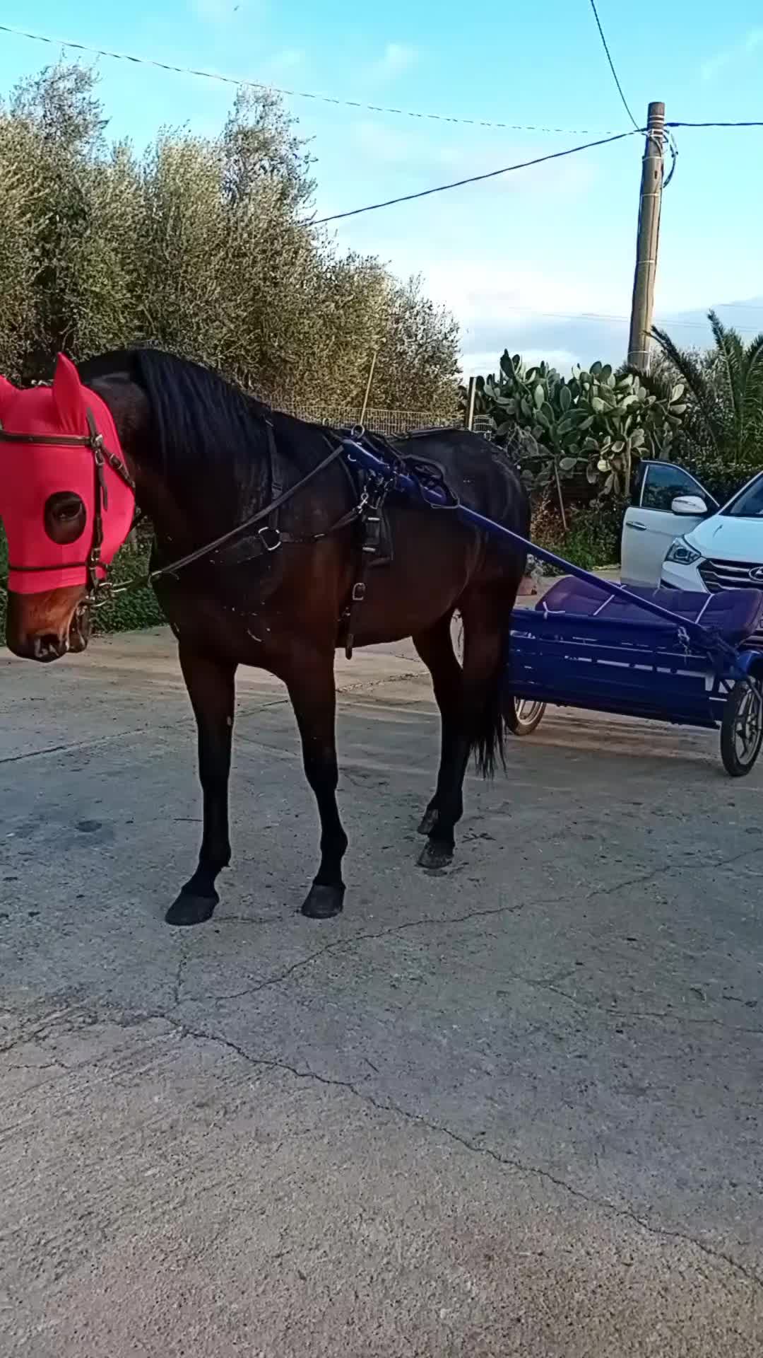 @rocco letizia ⚜️🐴