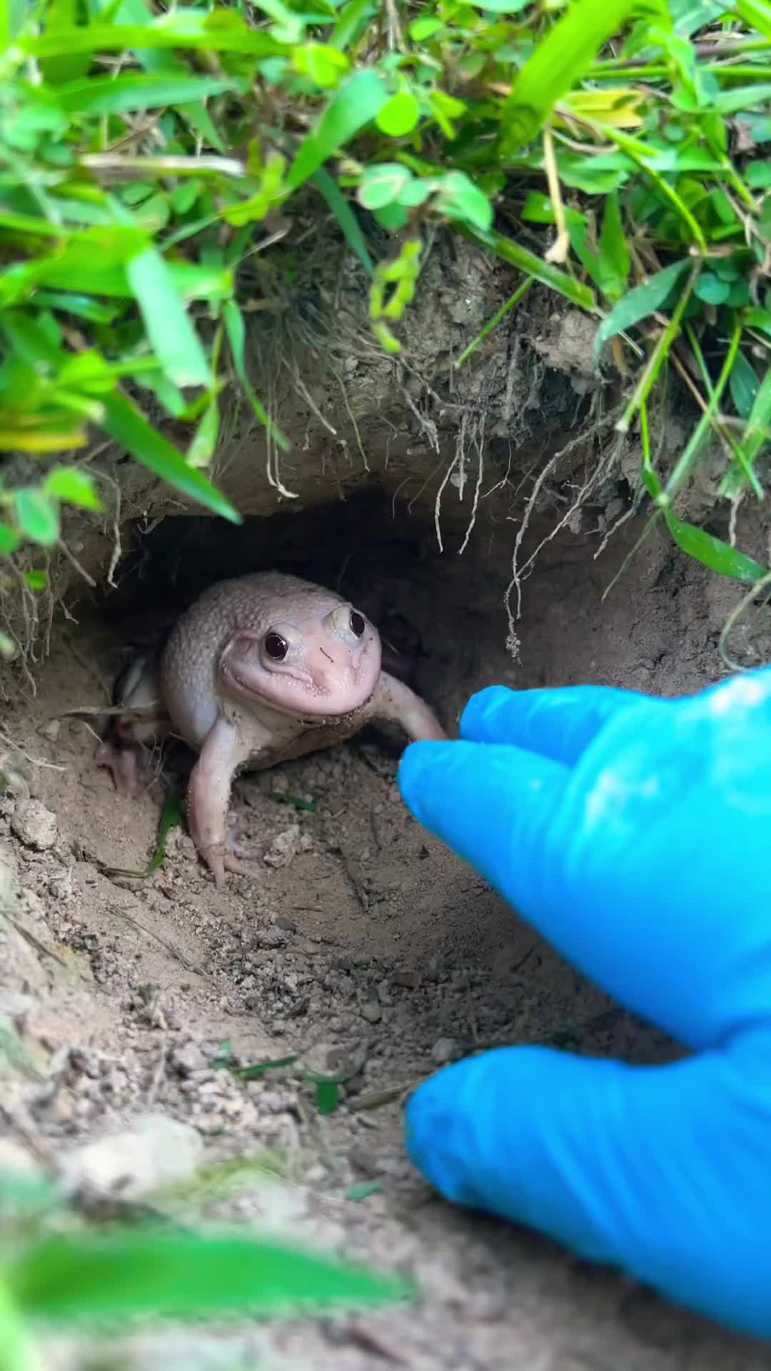 @frog official