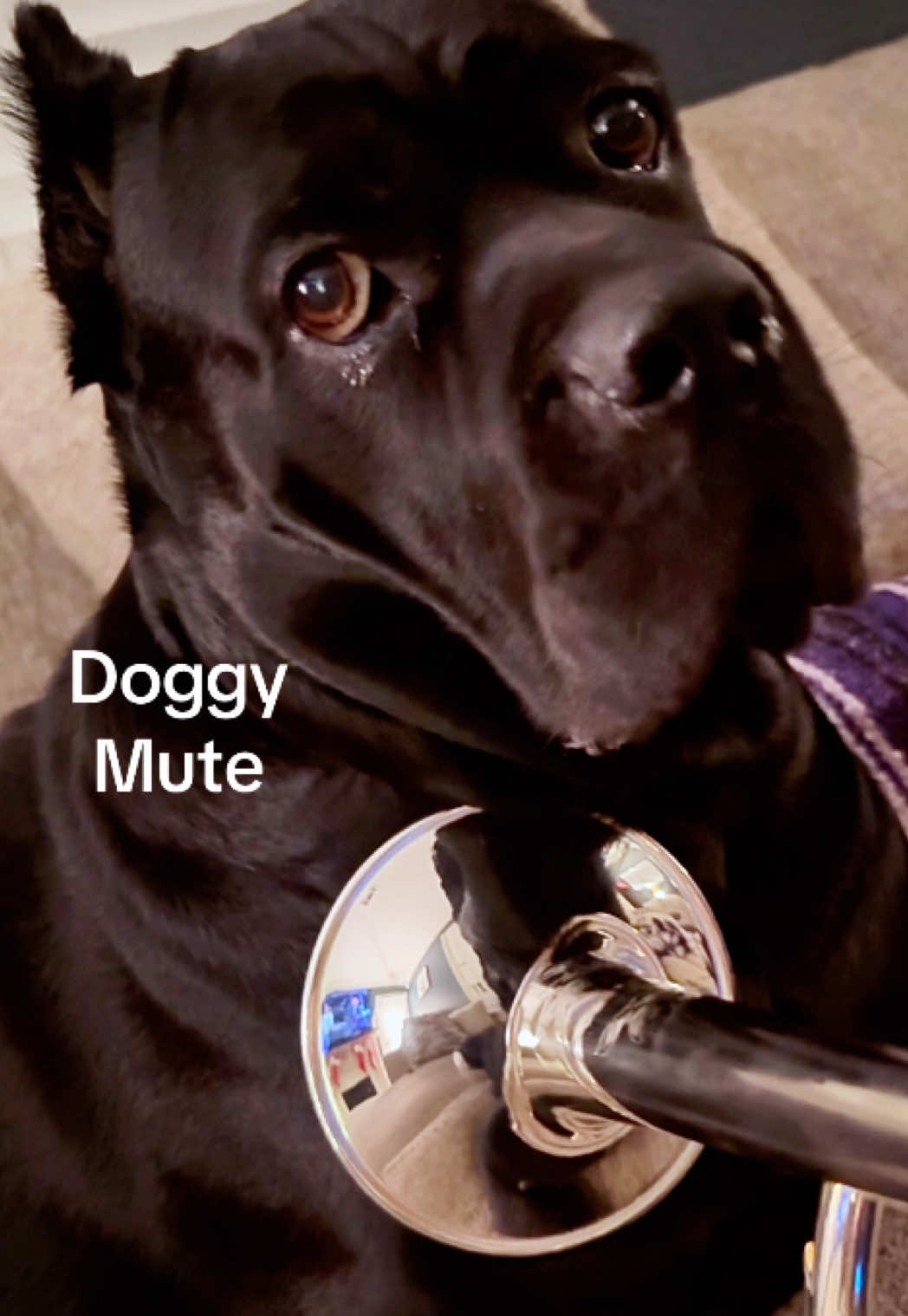 @MyDogMargot