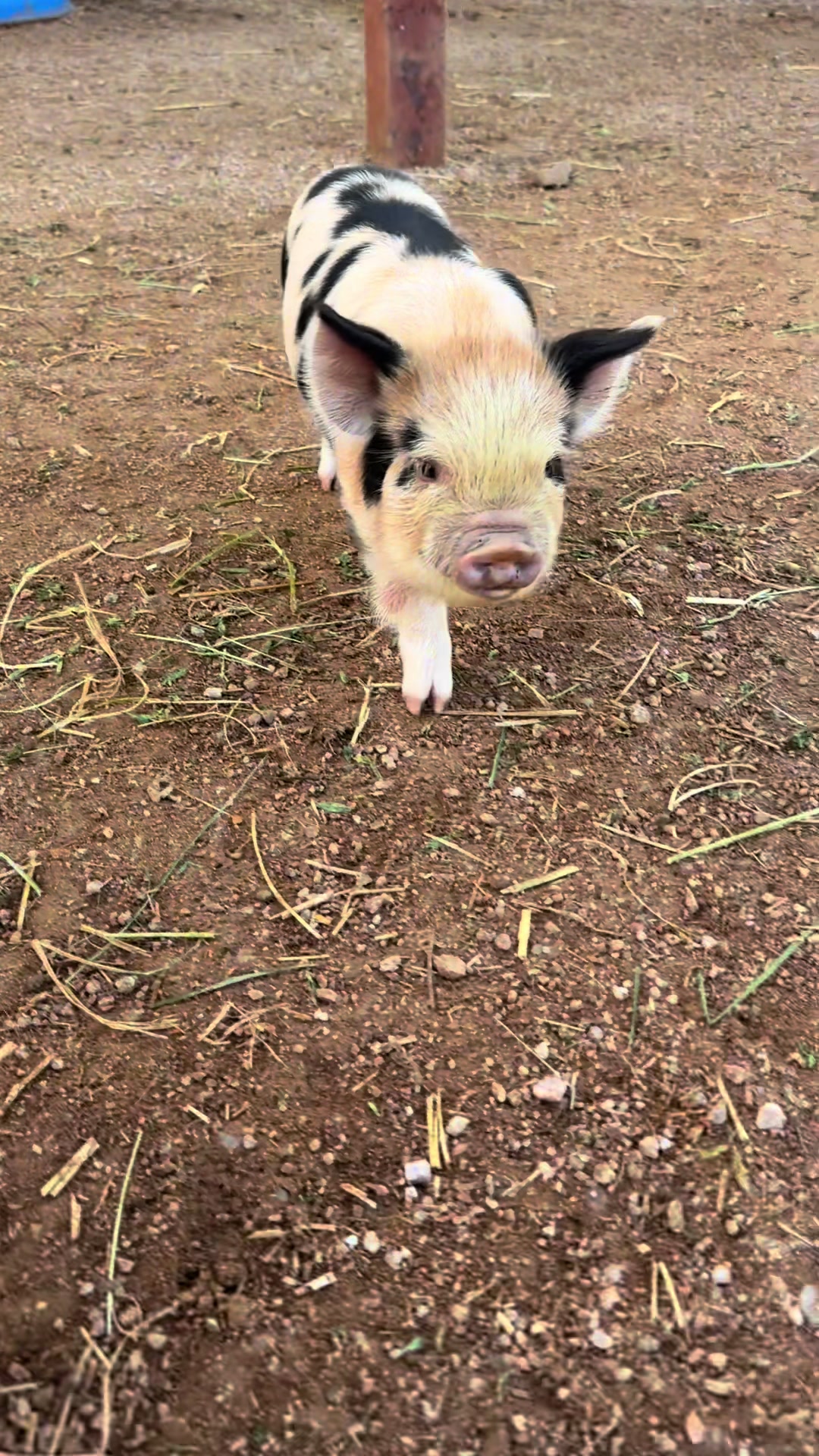 @Farring10Farm