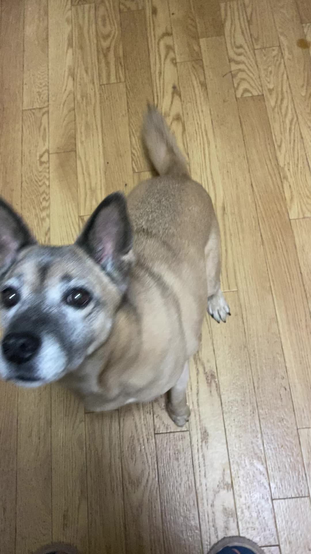 @島犬リリーのtikdog