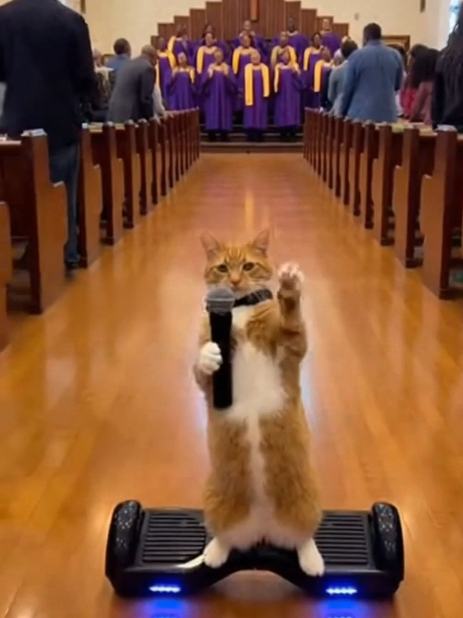 @The Cat Pods
