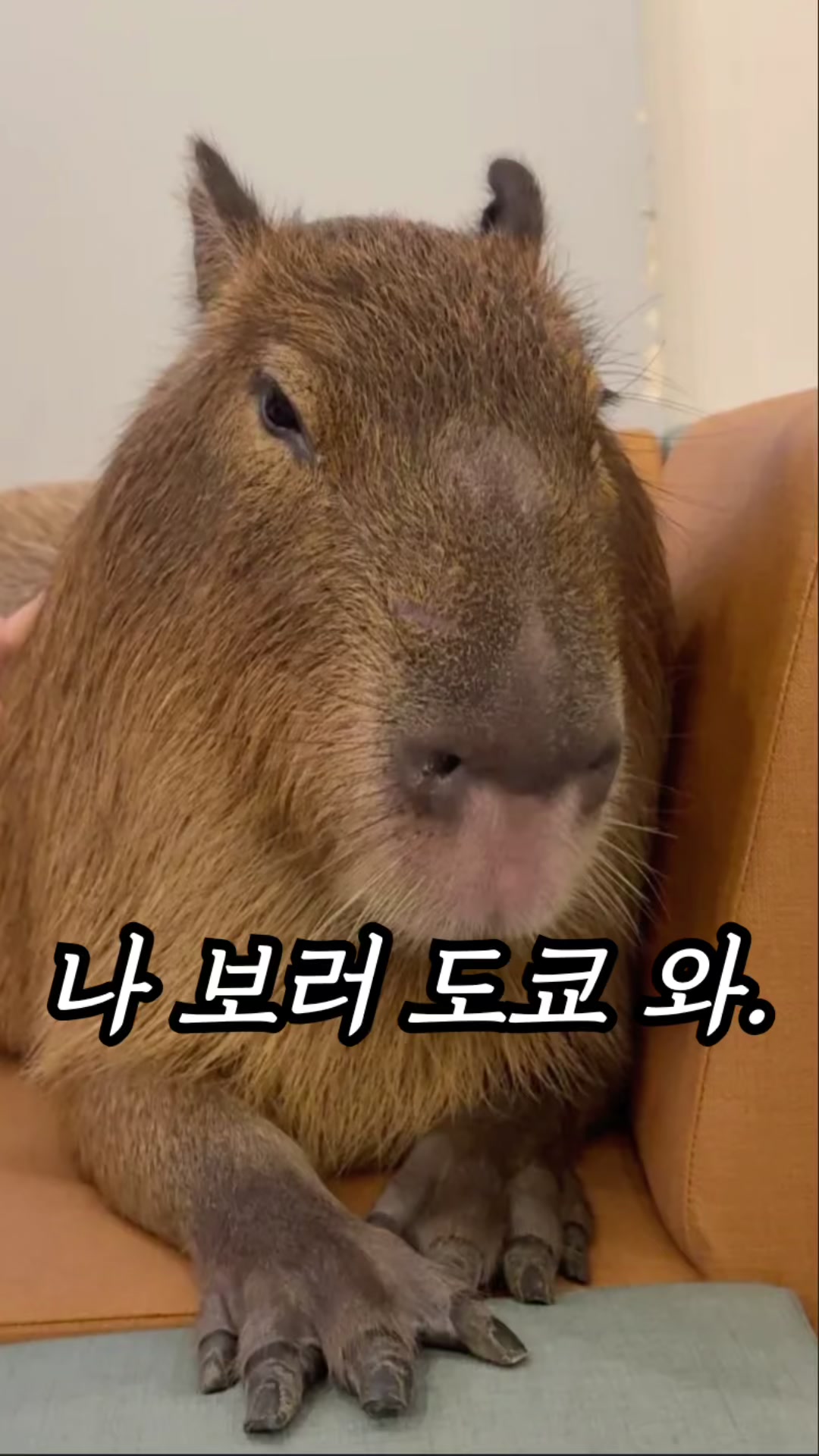 @먹기용