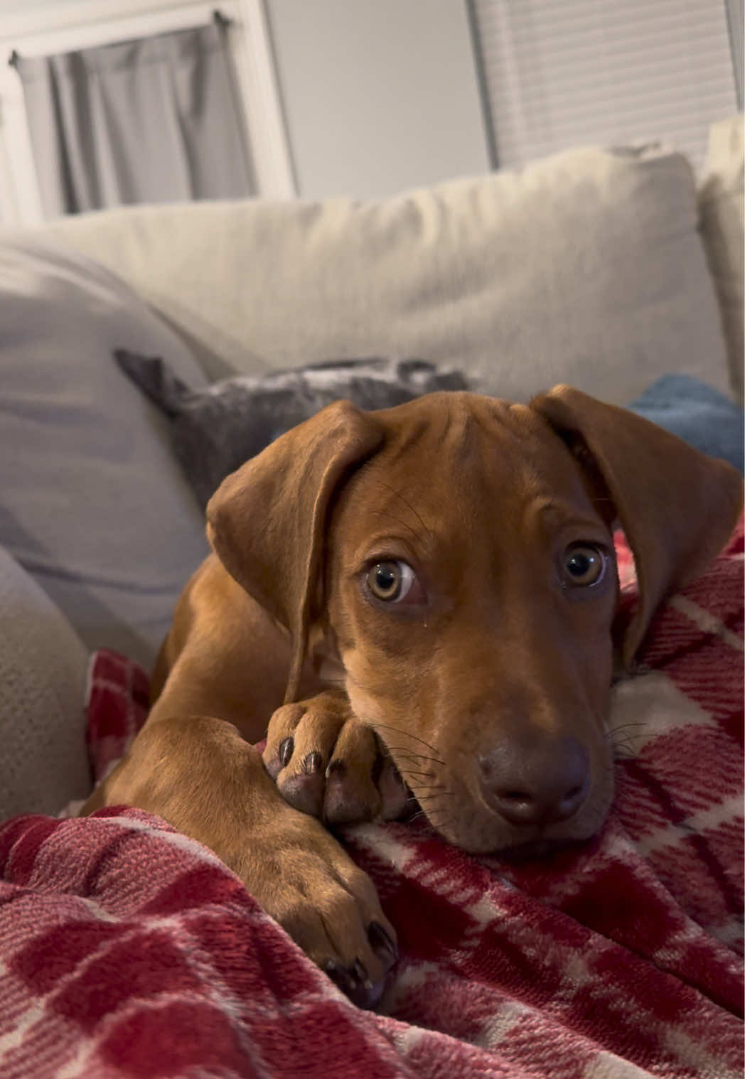@Blue the Ridgeback