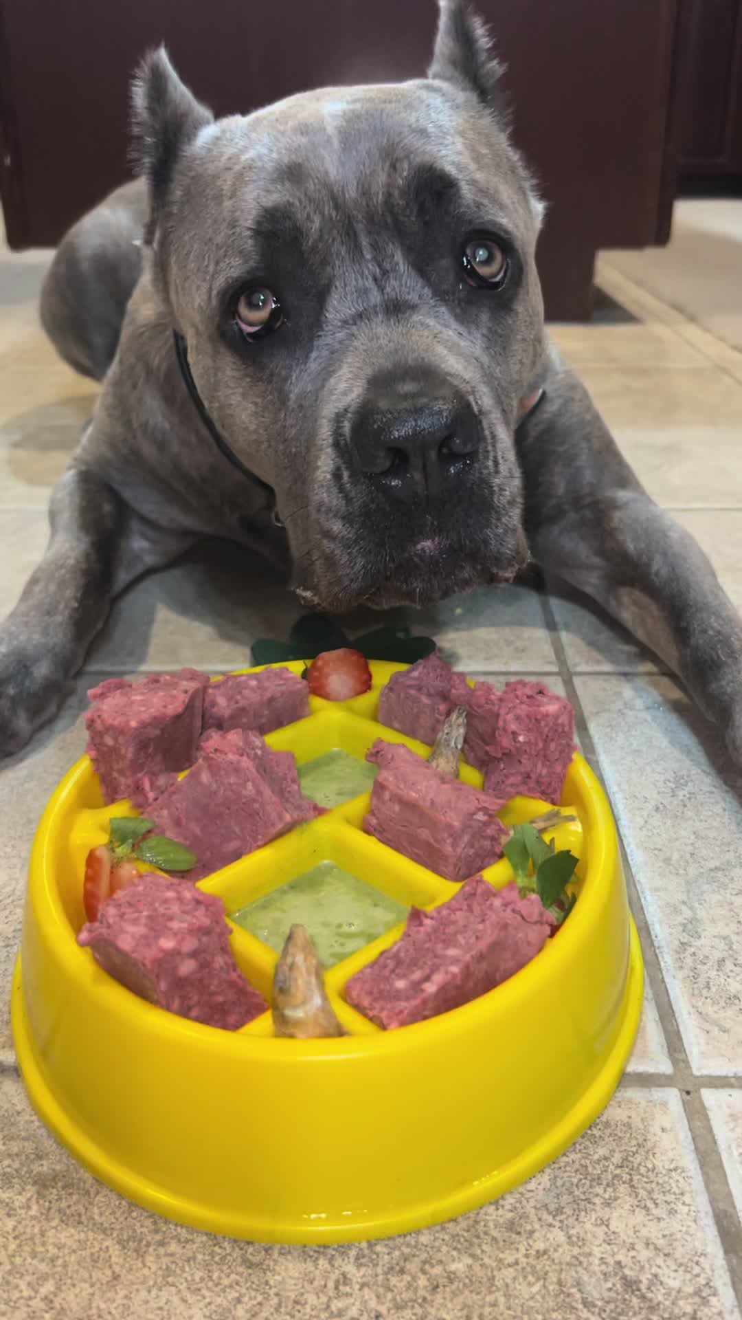 @Remi The Cane Corso
