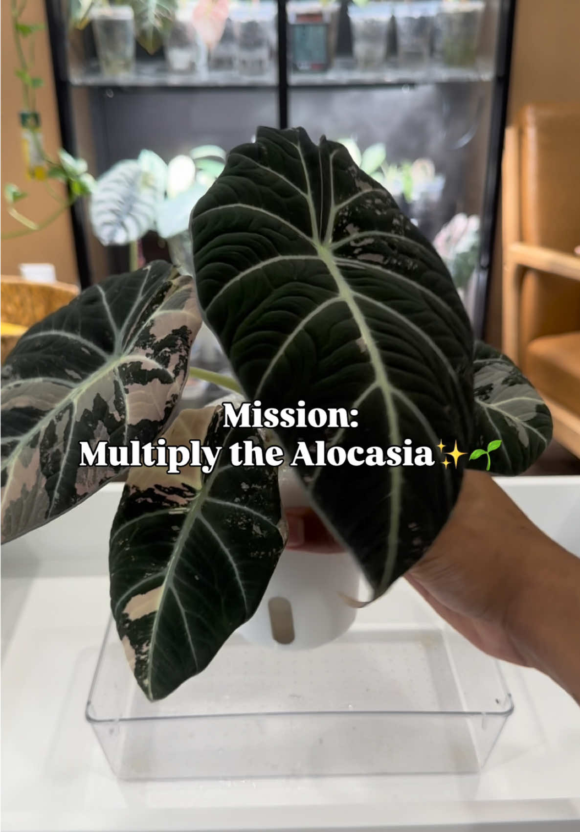@RarePlantNinja