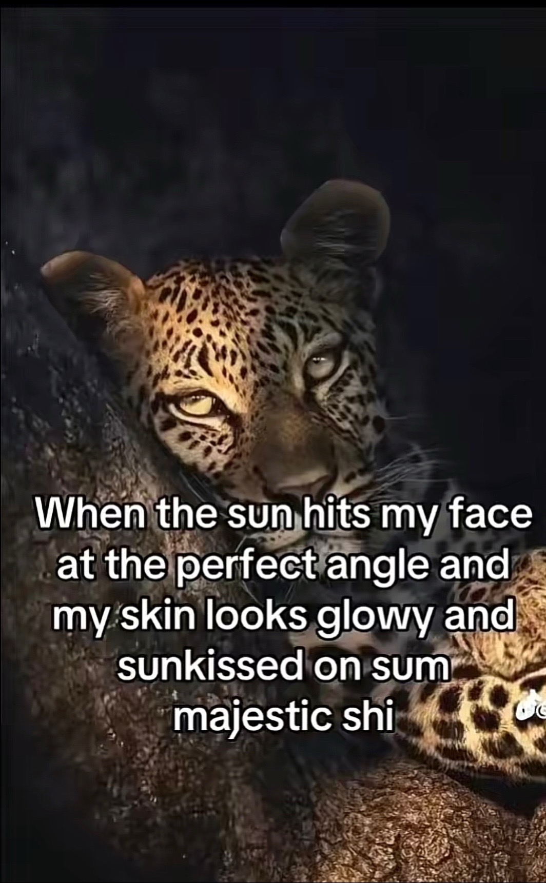 @jdollz_