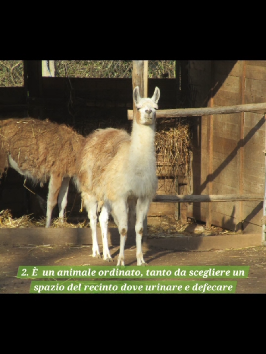 @Parco Zoo delle Star