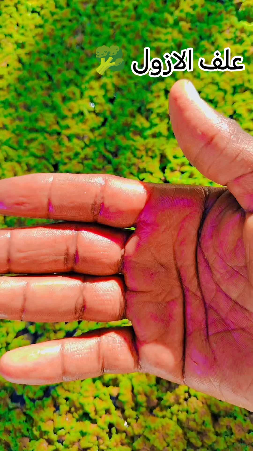 @꧁༒عبدالرحمن༒꧂