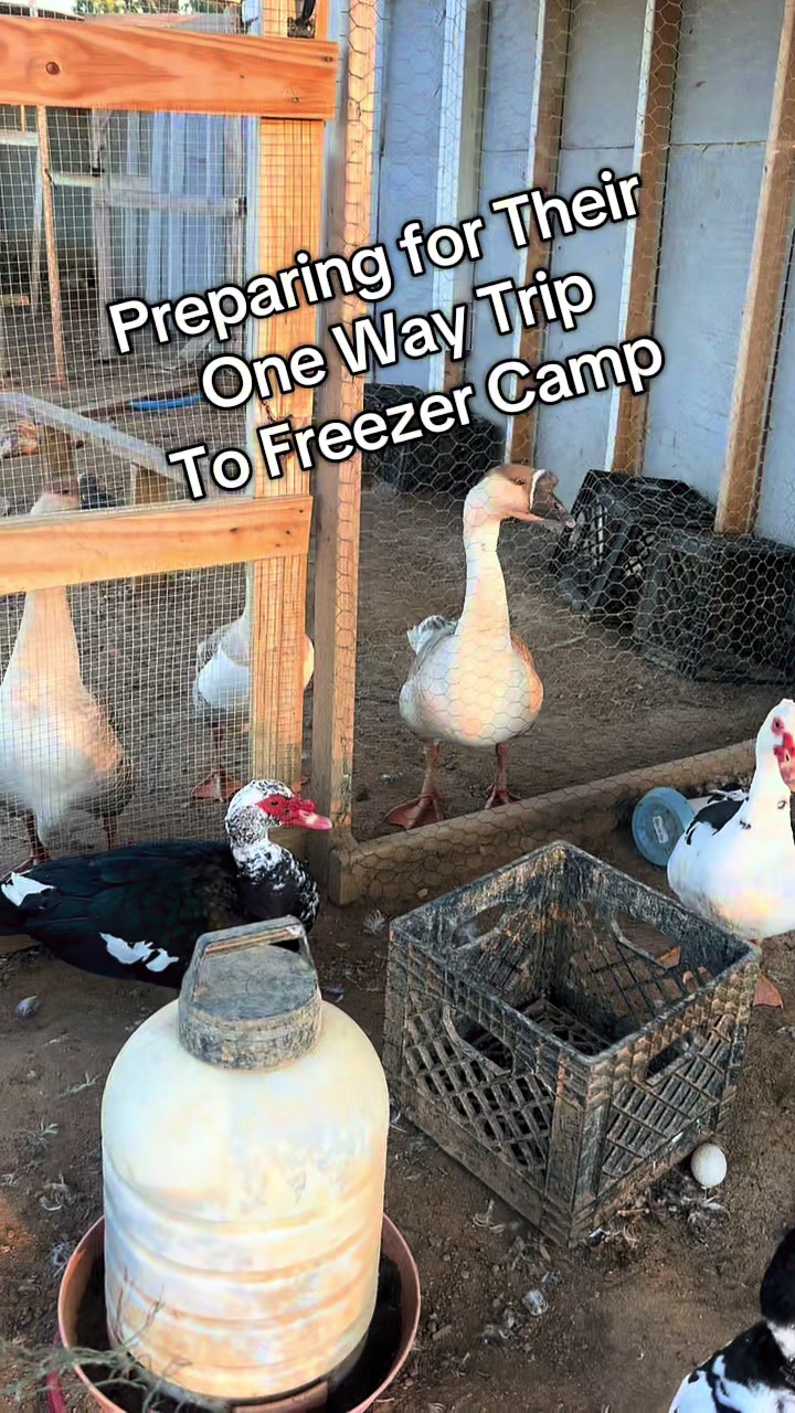 @BirdLadySpeaks