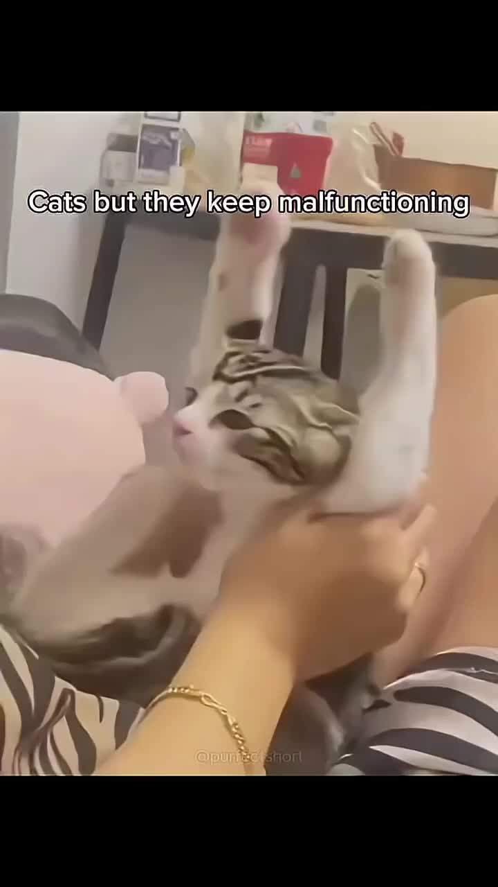 @catmood_dailymix