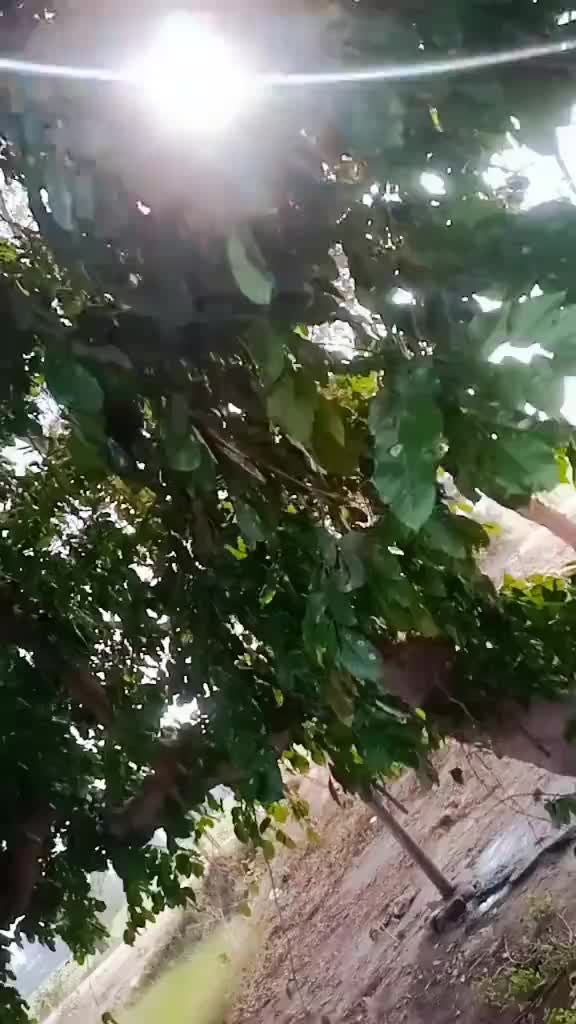 @M SHAHBAZ