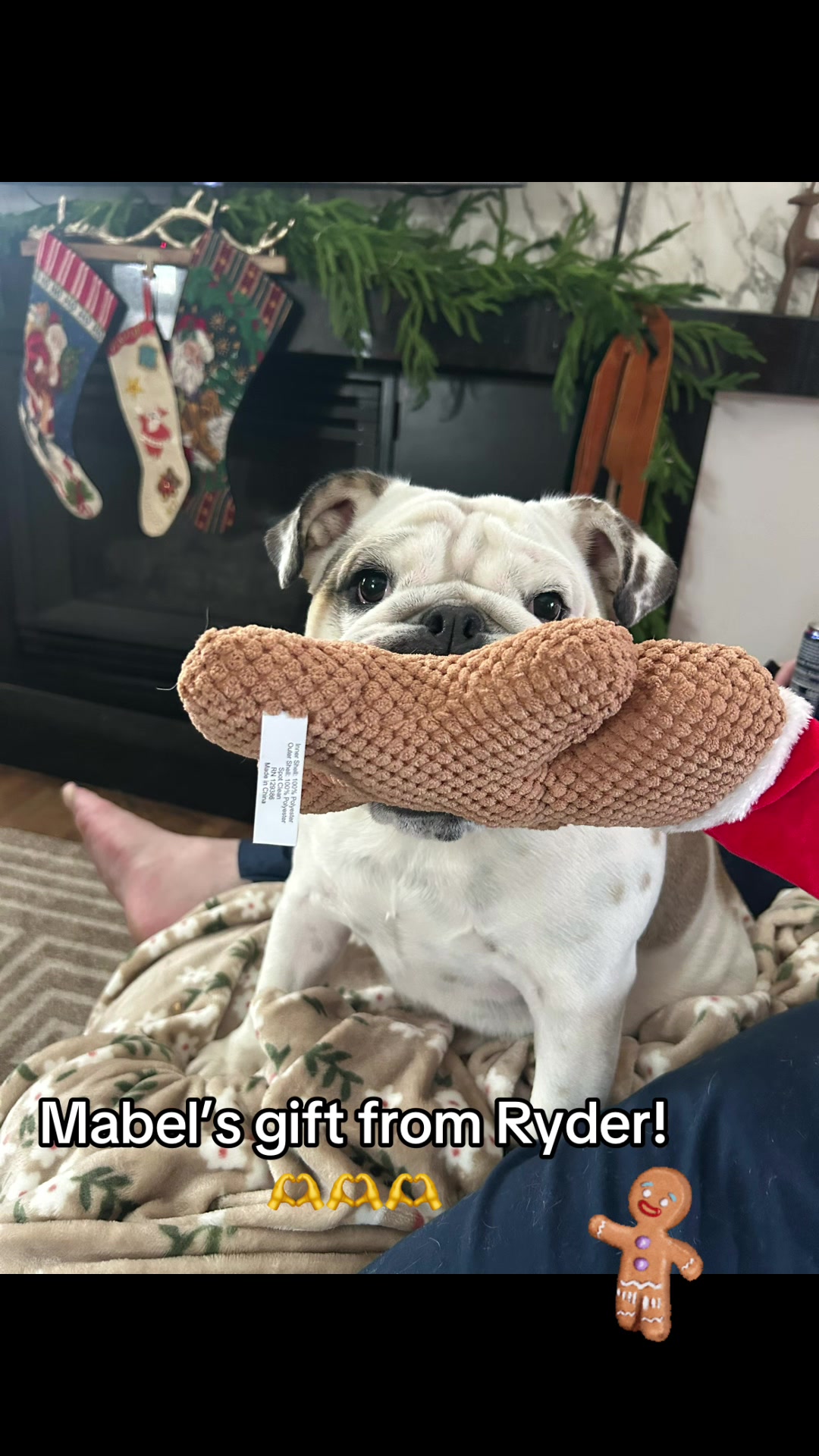 @MabeltheBulldog