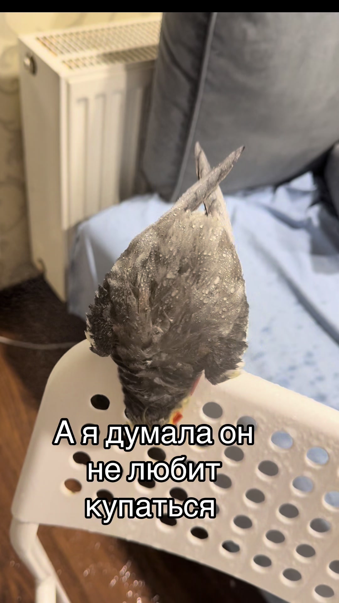 @𝓘𝓛𝓐𝓝𝓐 and Lelik