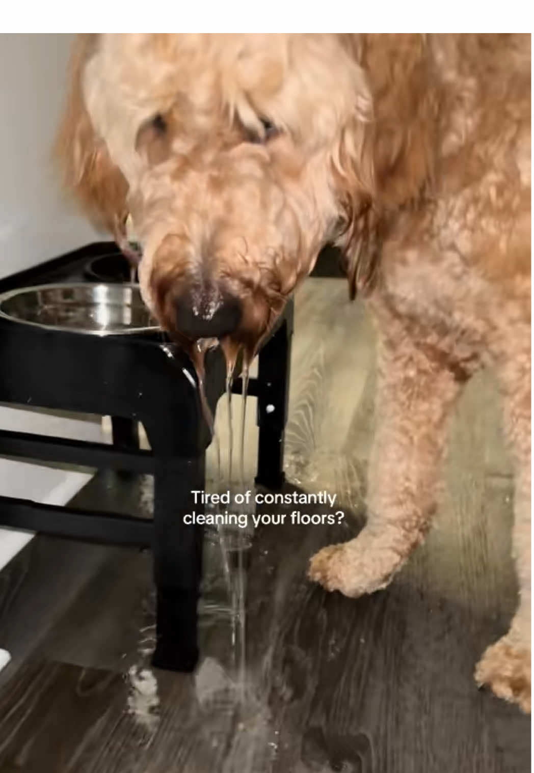 @Life.of.Penny Poo