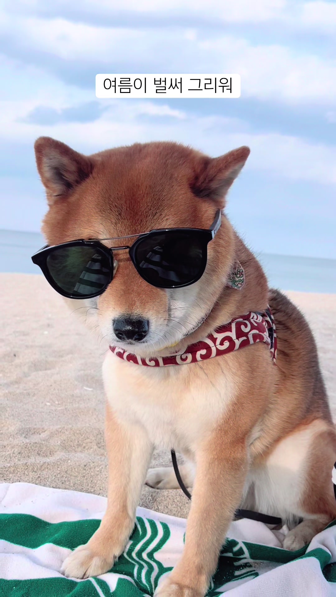 @틱톡하는시바🐕