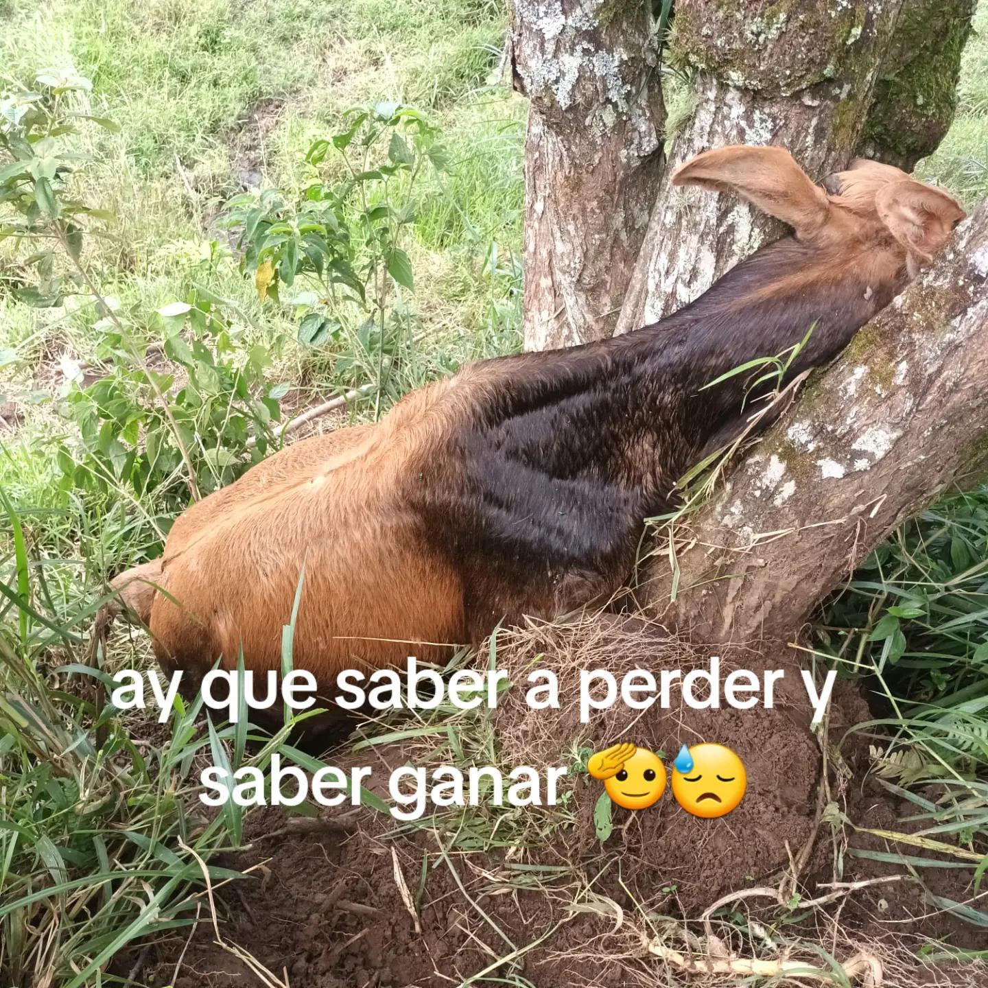 @Bandido De Amores 🥴