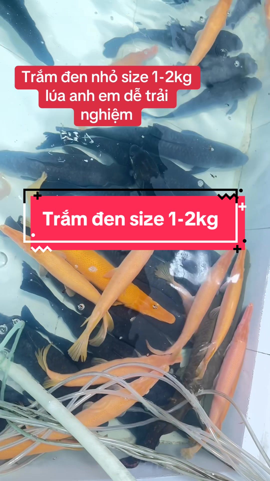@Ph&aacute;t Đạt B&aacute;n C&aacute; 😎🐠🦈
