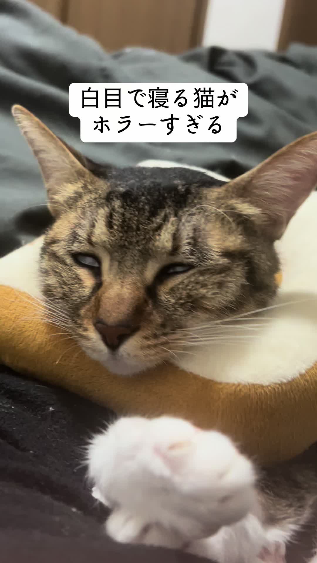 @なつめ友猫帳