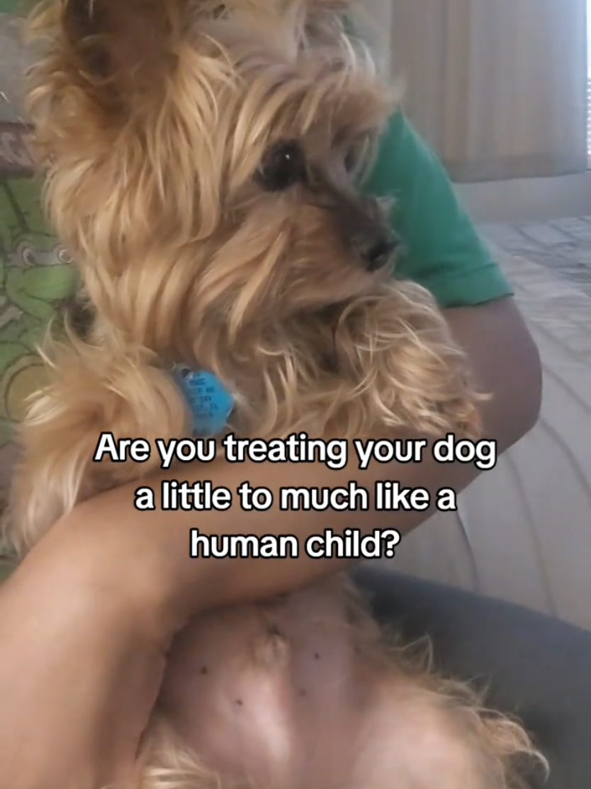 @Chase the Yorkie