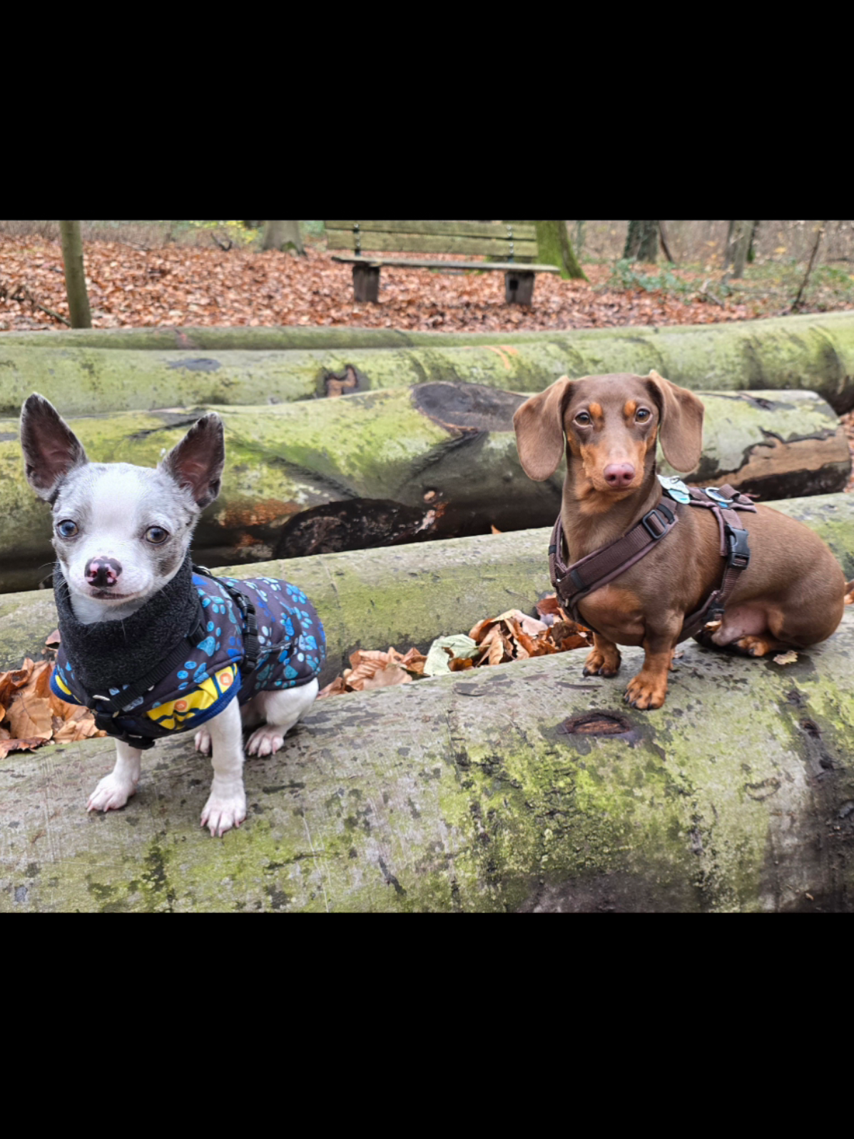 @Jerry_Coby_Chihuahua