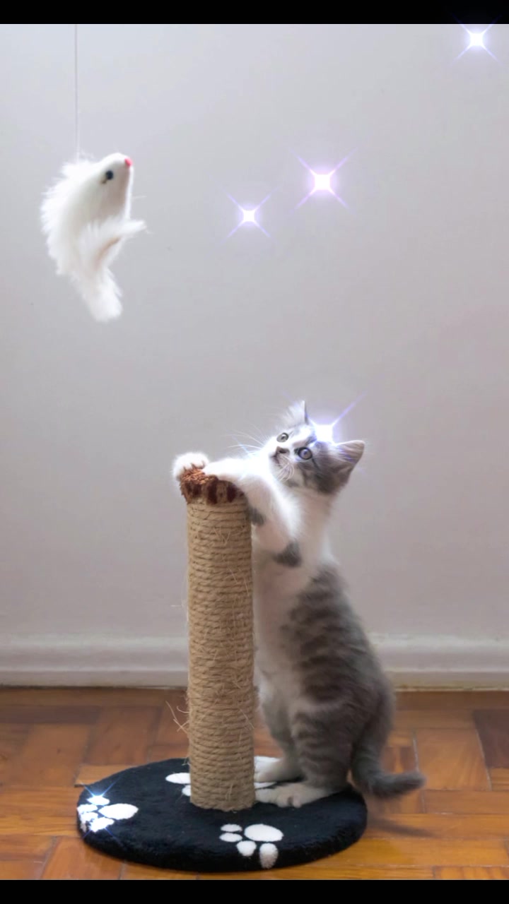 @cutecatlover8172