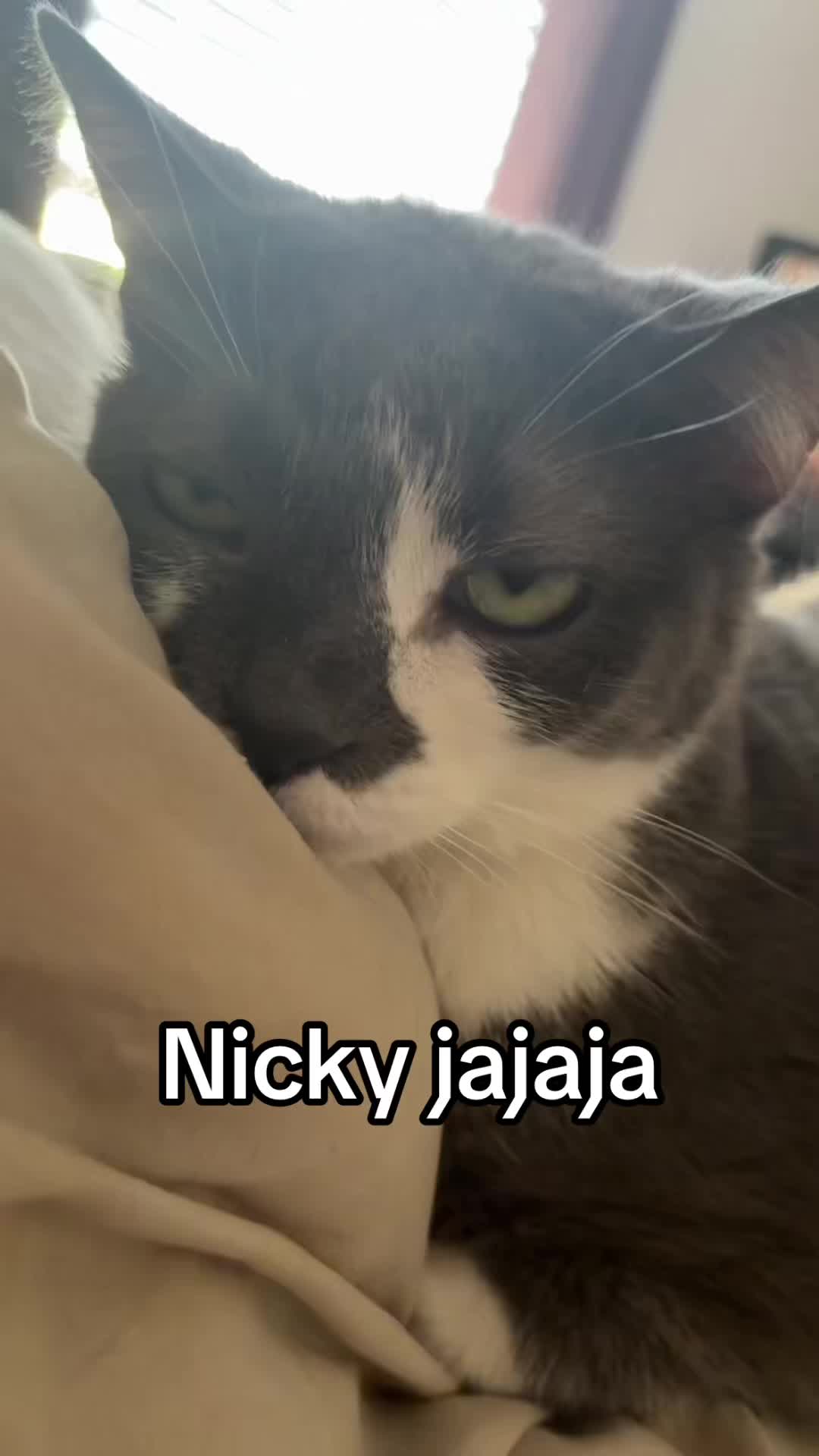 @🌷Lily &Iacute;ndigo 🌷