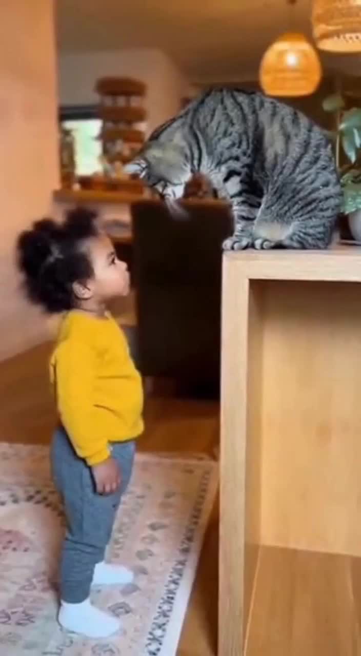 @The Cat Pods