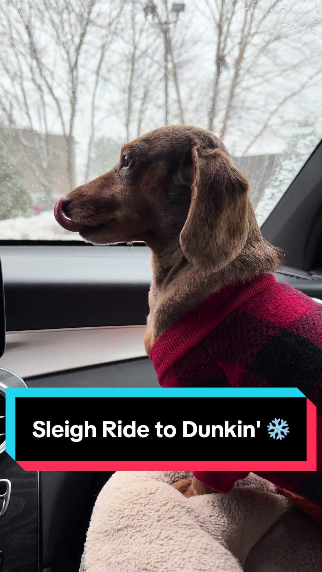 @NormanTheWienerDog